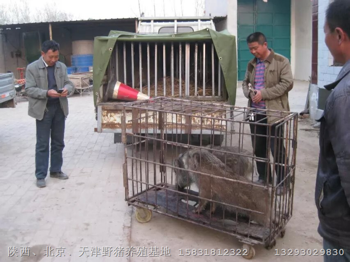 味道好、营养佳常吃野猪肉笑哈哈 