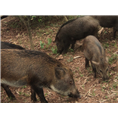 辽宁纯种野猪|阜新野猪肉|抚顺野猪养殖场 