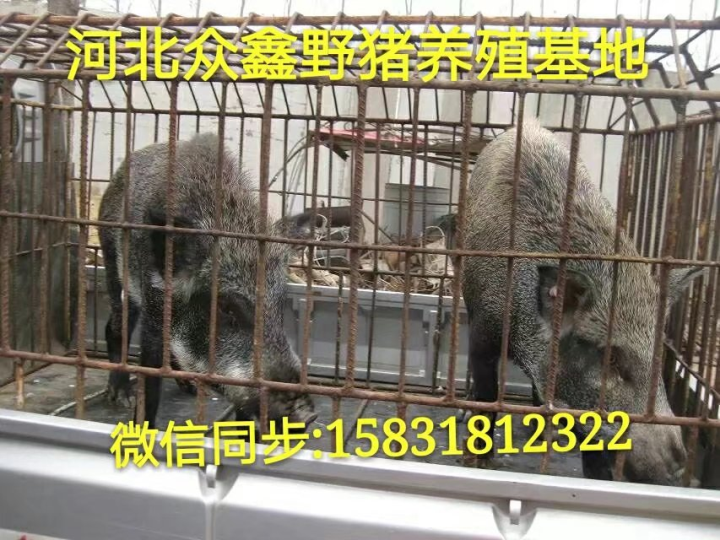 济南野猪 山东大型野猪养殖交易中心 