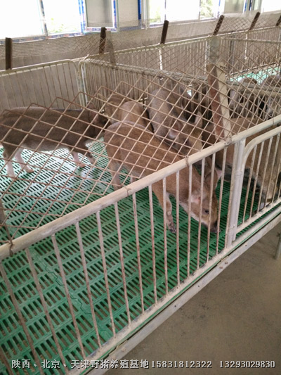 阳泉野猪苗价格|朔州野猪仔猪|野猪养殖场 