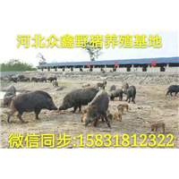 辽宁野猪养殖技术-辽宁野猪价格-生态野猪养殖基地 