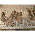 江苏野猪|徐州野猪养殖|扬州野猪苗价格 