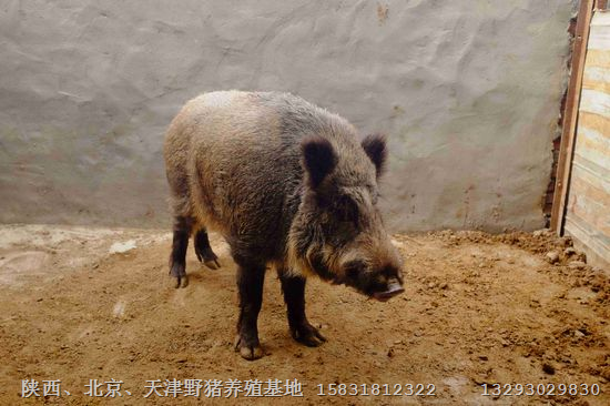听说北京有大型野猪养殖基地？质量好 