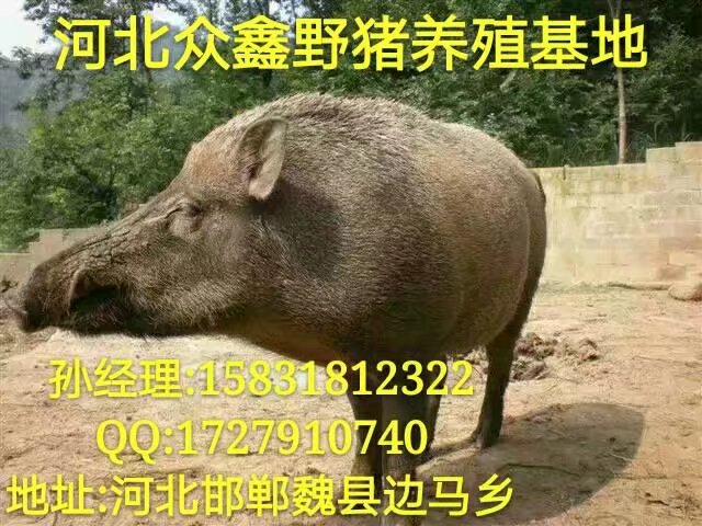 郑州野猪养殖基地  品质不错  价格低廉 