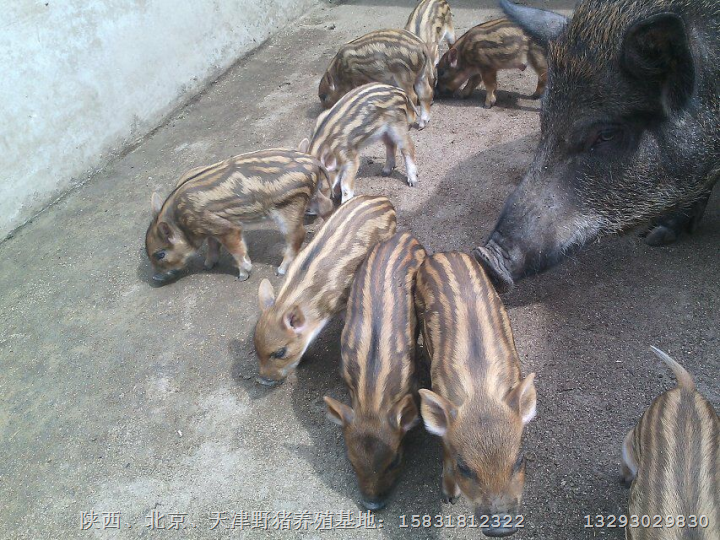邯郸野猪 邯郸野猪苗 邯郸野猪肉价格 