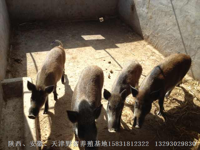 陕西野猪养殖专业合作社批发纯种野猪 