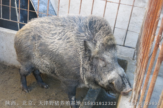 湖北襄阳纯种野猪养殖鄂州小野猪饲养基地 