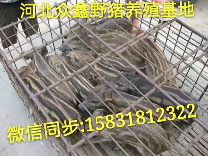 郑州野猪 河南大型野猪养殖交易中心 