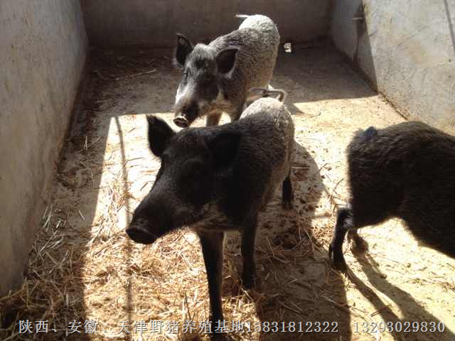 河北野猪肉 石家庄特种野猪肉价格 