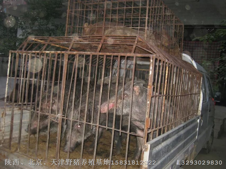 唐山野猪养殖基地滦县特种野猪肉价格 