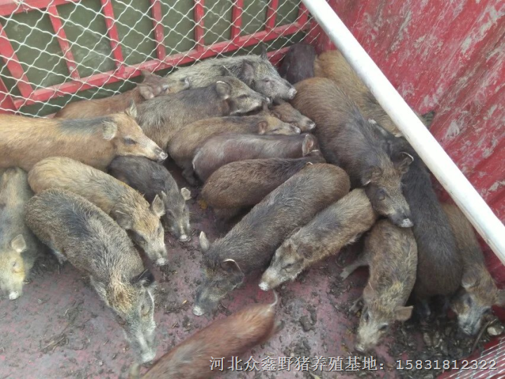 邯郸散养野猪繁育基地 野猪肉供不应求 