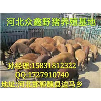 沧州野猪养殖场   批发野猪肉 口感好 
