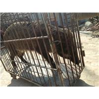 沈阳野猪-辽宁**的野猪养殖繁育基地 
