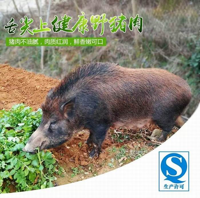 河北邯郸野猪|河北野猪养殖|野猪批发基地 