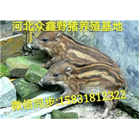 长春野猪 吉林大型野猪养殖交易中心 
