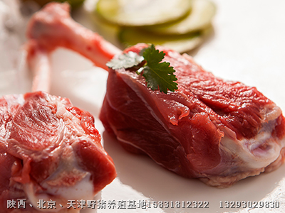 北京野猪肉专卖店|北京纯种野猪养殖技术 