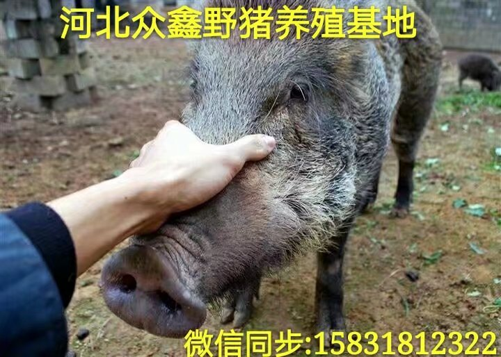 合肥野猪 安徽大型野猪养殖交易中心 