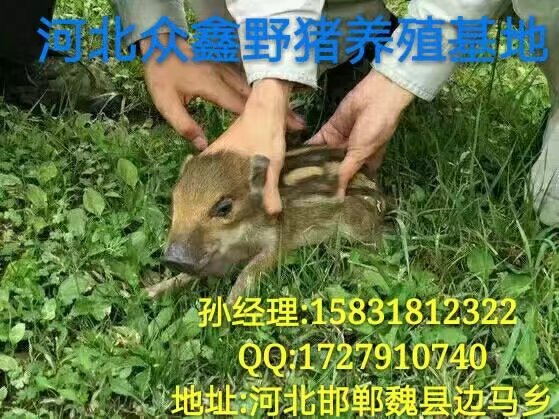 衡水特种野猪养殖基地   品种好  价格低 