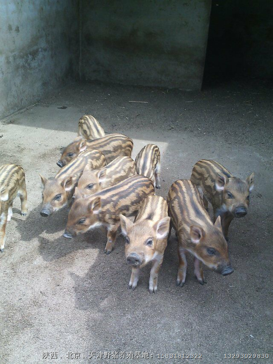 内蒙野猪价格 呼和浩特特种野猪养殖基地 