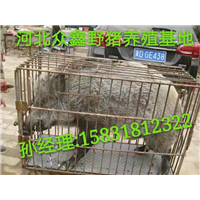 鹤壁野猪养殖基地  规模大   利润高 