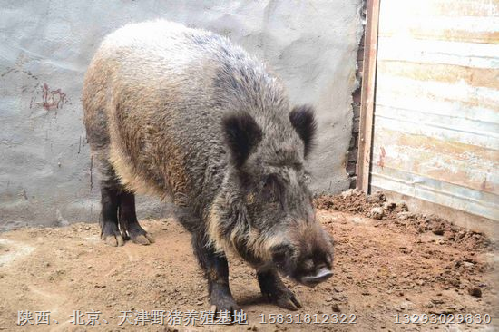 天津野猪养殖专业合作社种猪仔猪 野猪肉 