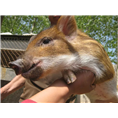 北京特种野猪养殖场出售纯种小野猪 