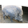 衡水野猪肉|衡水特种野猪|衡水野猪养殖场 