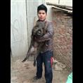 陕西纯种野猪 陕西野猪肉 陕西小野猪批发 