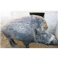 北京野猪价格北京野猪销售北京野猪合作社 