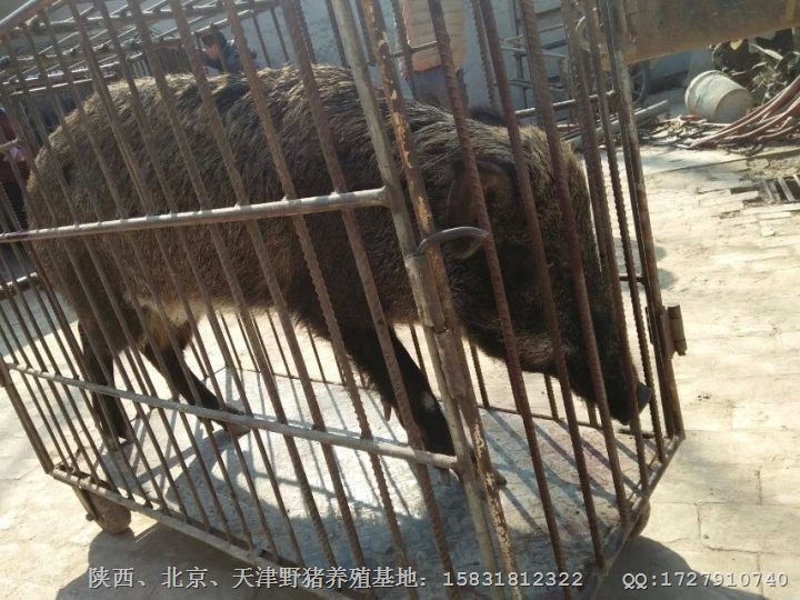 沈阳野猪-辽宁**的野猪养殖繁育基地 