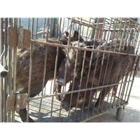 邯郸野猪养殖-魏县野猪肉价格-野猪苗批发 