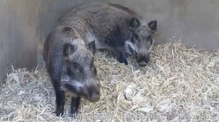湖南野猪肉价格 江西纯种野猪养殖基地 