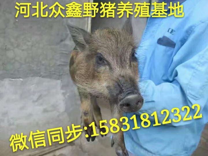 石家庄野猪 河北大型野猪养殖交易中心 