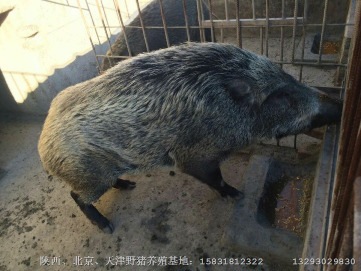 沧州野猪苗价格 青县、河间纯种野猪养殖基地 