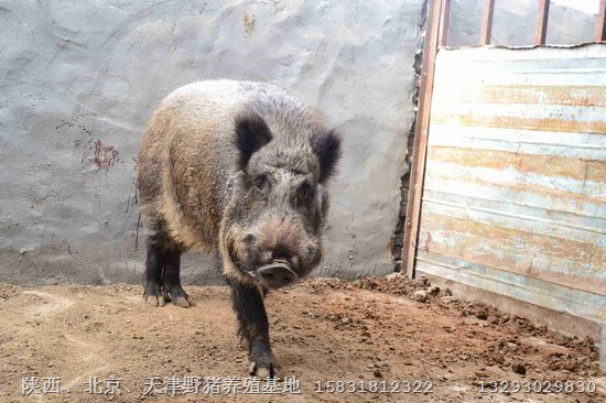 陕西特种野猪价格|咸阳渭南野猪养殖基地 