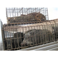 黄山小野猪|宣城野猪批发|池州纯种野猪 