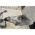 江苏特种野猪养殖场出售纯种小野猪苗 