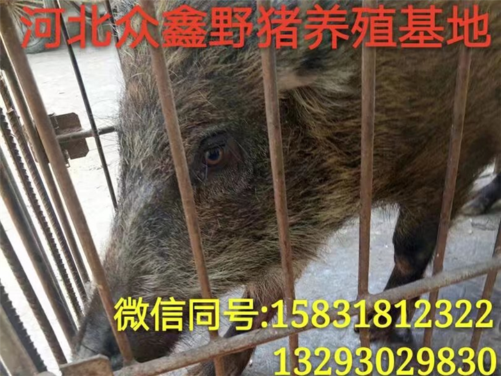 莱芜野猪苗价格|   莱芜野猪养殖基地 