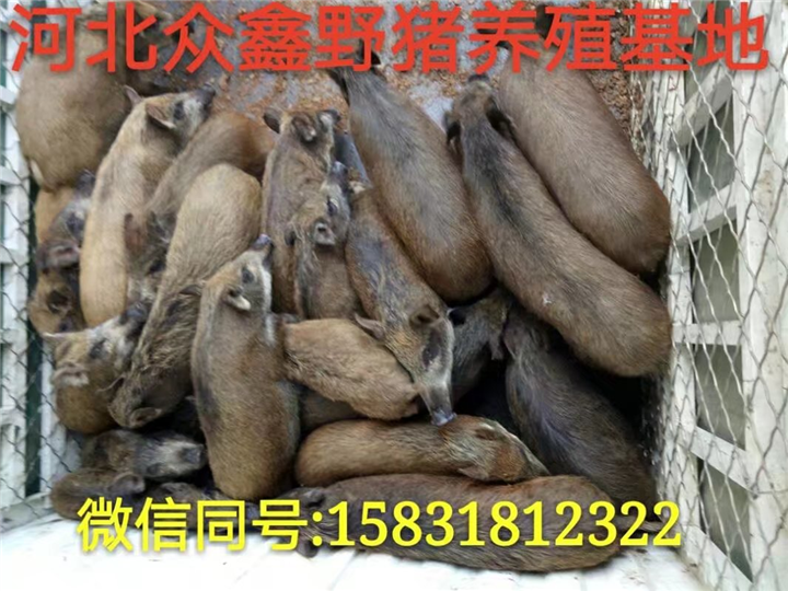 枣庄野猪批发|枣庄野猪养殖基地 