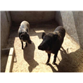 陕西特种野猪肉|榆林野猪养殖场 