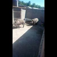 延安野猪肉价格 榆林纯种野猪养殖基地 
