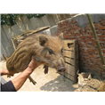 四川野猪肉绵阳纯种野猪自贡野猪养殖场 