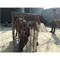 江苏野猪养殖基地 销售热线：15831812322 