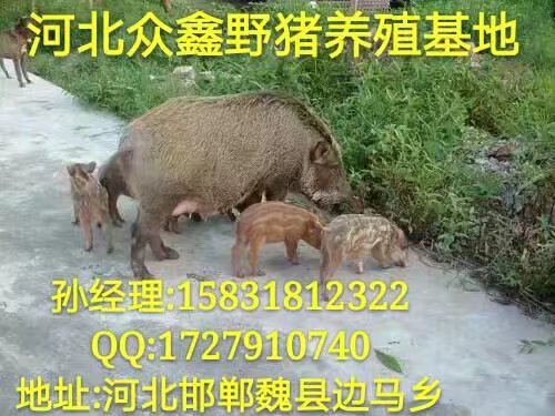河北廊坊野猪养殖场  价格不错   品种齐全 