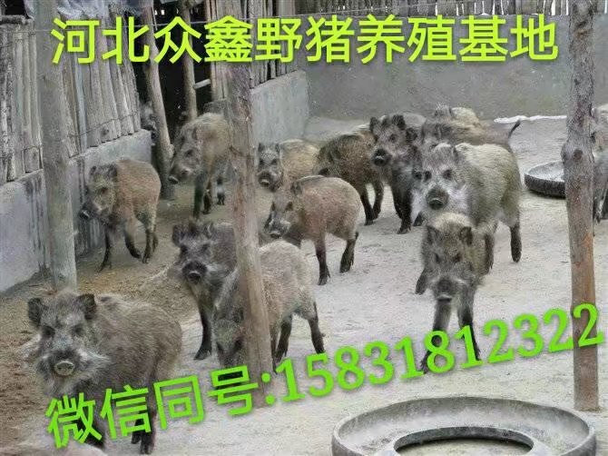 商丘野猪养殖场   品种全  利润高 