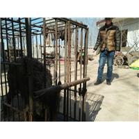 河南特种野猪肉-河南大型野猪养殖基地 