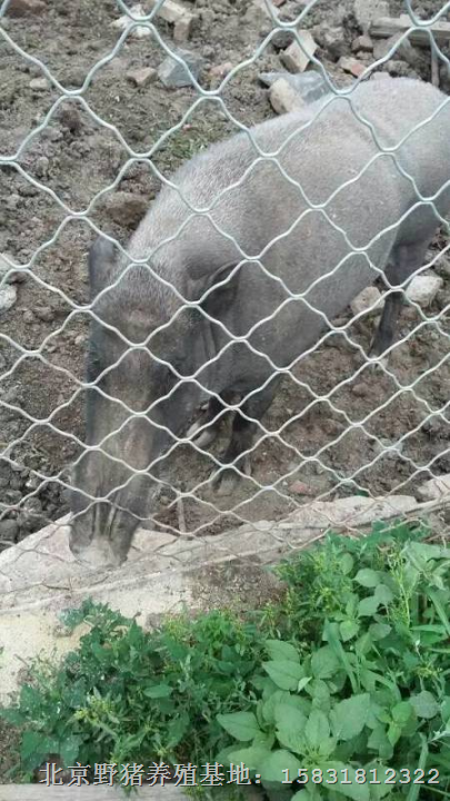 邯郸野猪养殖专业合作社 纯种野猪苗价格 
