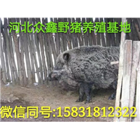 南阳山上散养野猪基地   打造绿色野猪肉 