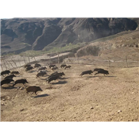 纯种野猪|特种野猪|河北野猪养殖合作社 