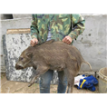 保定野猪养殖基地易县定州野猪肉价格 